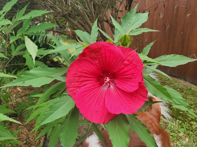 128 Clarence Street, Holly, MI 48442