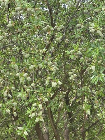 9495 W Kamm Avenue, Caruthers, CA 93609