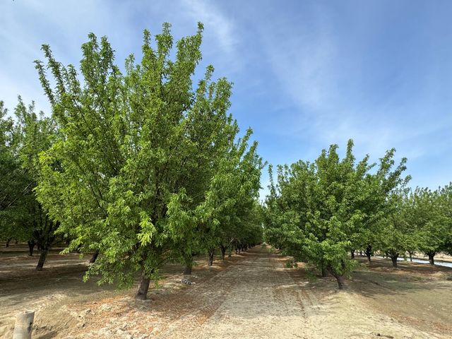 9495 W Kamm Avenue, Caruthers, CA 93609