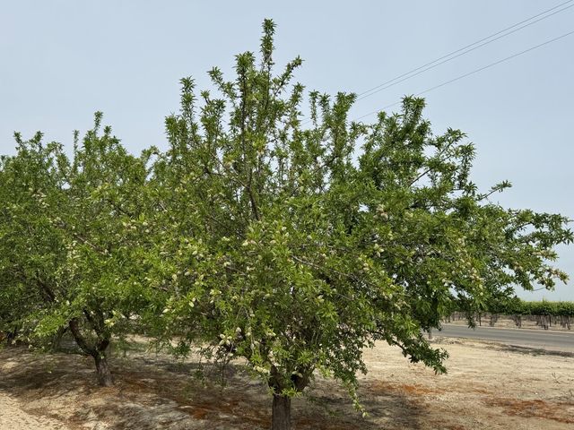 9495 W Kamm Avenue, Caruthers, CA 93609