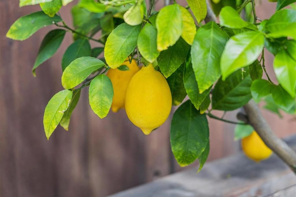 Image 75 of property listing at 237 Harding Avenue, Los Gatos, CA 95030