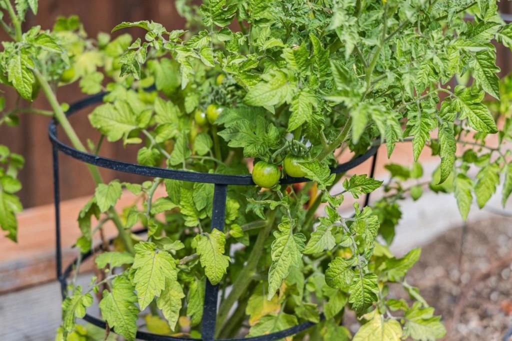 Image 76 of property listing at 237 Harding Avenue, Los Gatos, CA 95030