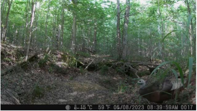 0 Ridgetop Rd, Hampshire, TN 38461