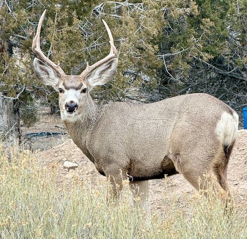 14150 N 6250 E, Spring City, UT 84662