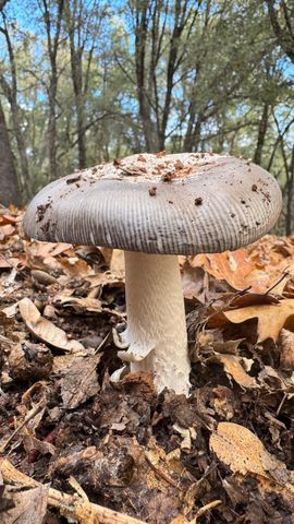 4744 Independence Rd, Mokelumne Hill, CA 95245