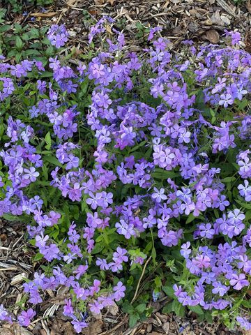 109 Paradise Circle, Clyde, NC 28721