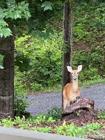 109 Paradise Circle, Clyde, NC 28721