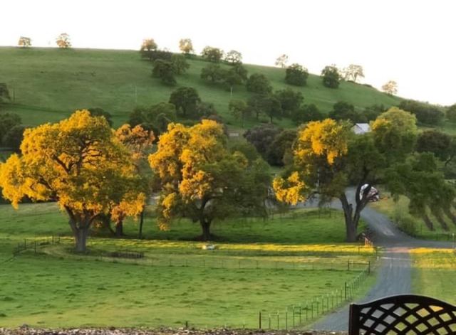 11195 Vintage Rd, Ione, CA 95640