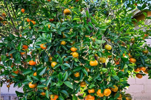 720 Fern St, Escondido, CA 92027