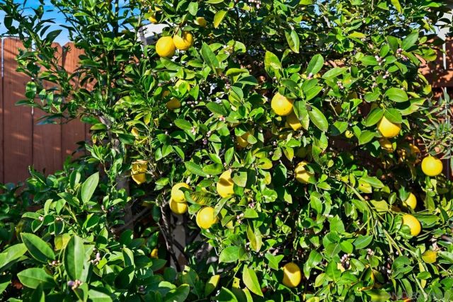 720 Fern St, Escondido, CA 92027