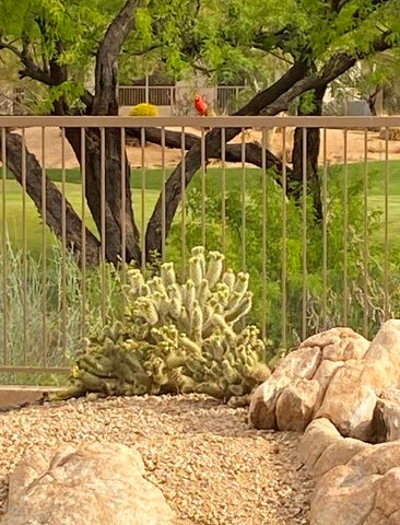 6894 E THIRSTY CACTUS Lane, Scottsdale, AZ 85266