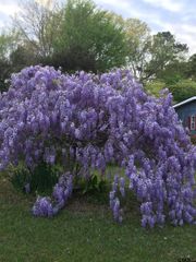 2318 Plume Drive, Tyler, TX 75703