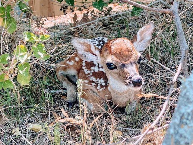 21822 SE Tallahassee Ave, Lago Vista, TX 78645