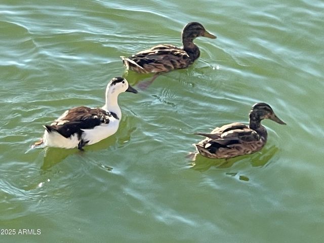 20390 N 54TH Avenue, Glendale, AZ 85308