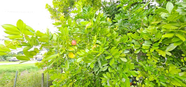 632 SW 13th Street, Belle Glade, FL 33430