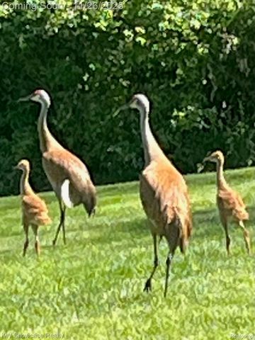 2434 Collendale, Commerce Charter Township, MI 48382