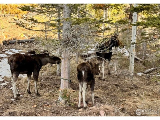 3689 Ottawa Way, Red Feather Lakes, CO 80545