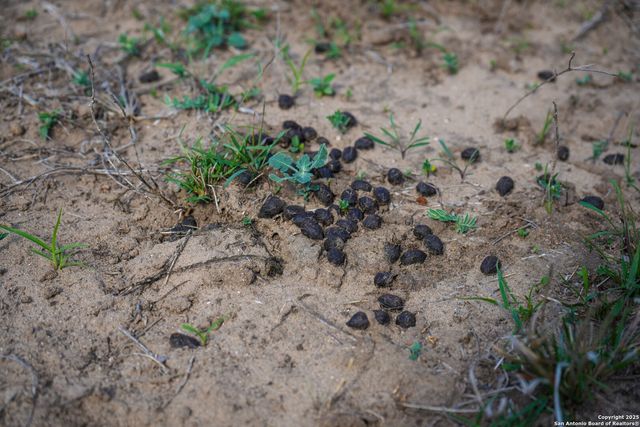 0 Cr 115, Kenedy, TX 78119