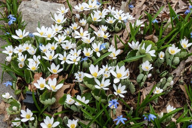 49 Sheridan Avenue S, Minneapolis, MN 55405