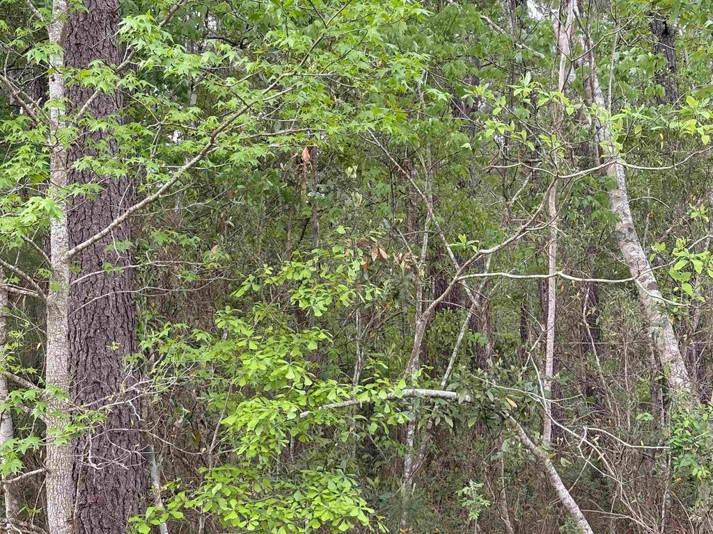 TBD Gussie Ct., Myrtle Beach, SC 29588 — photo 4