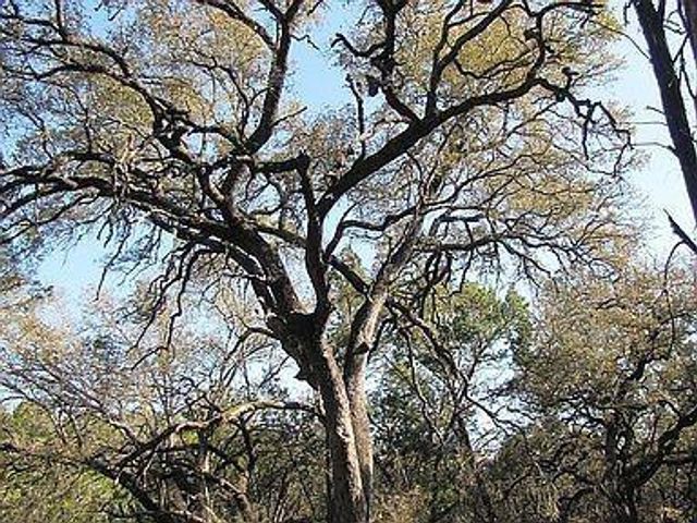 350 Bluff RD, Spicewood, TX 78669