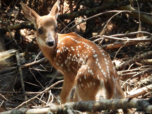 56 Beaver Brook Road, Yulan, NY 12792