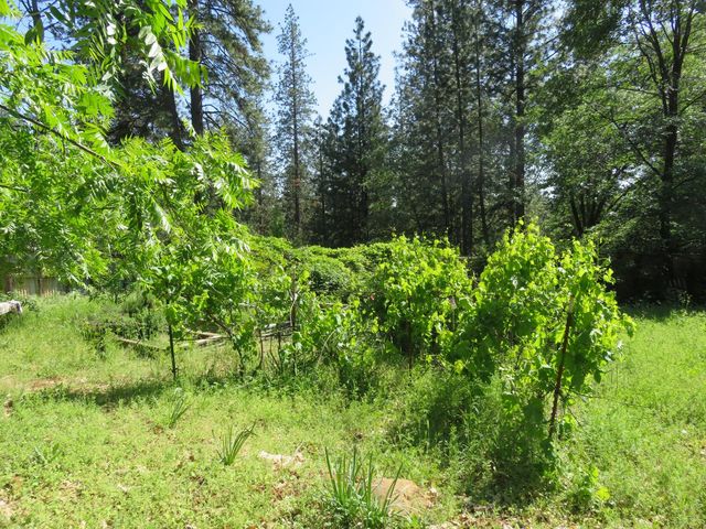 2400 Bald Mountain Rd, West Point, CA 95255