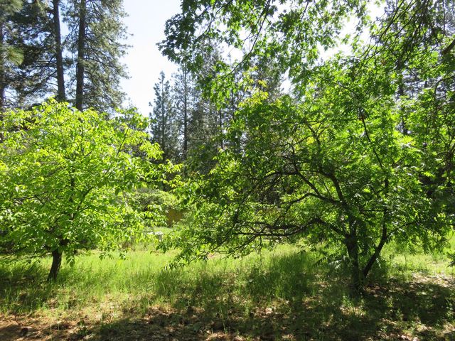 2400 Bald Mountain Rd, West Point, CA 95255