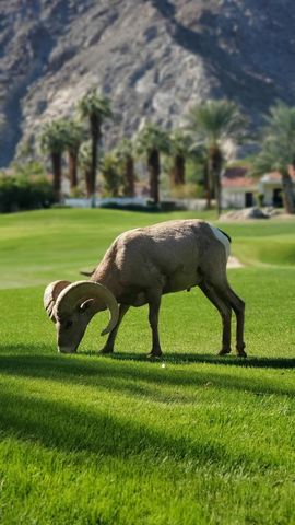 55280 Riviera, La Quinta, CA 92253