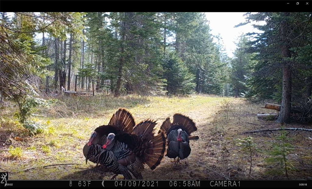 3039 and 3005 Foothill Road, Kalispell, MT 59901 photo 176