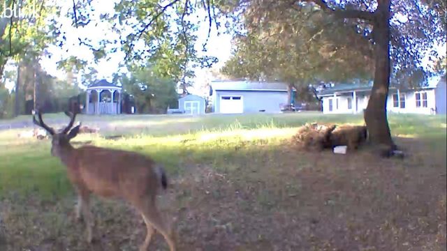 17550 Lueders Ct, Fiddletown, CA 95629