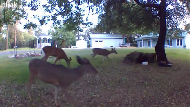 17550 Lueders Ct, Fiddletown, CA 95629