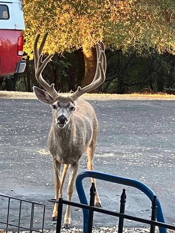 17550 Lueders Ct, Fiddletown, CA 95629