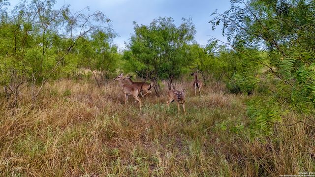 TRACT 2 Hwy 173, Devine, TX 78016