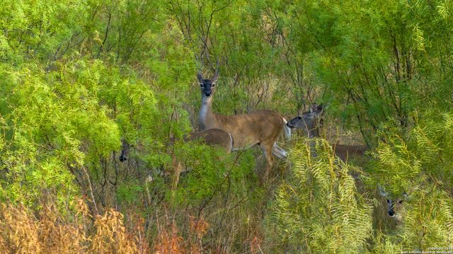 TRACT 2 Hwy 173, Devine, TX 78016