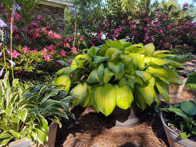 1604 Montcliff Drive, Dothan, AL 36303