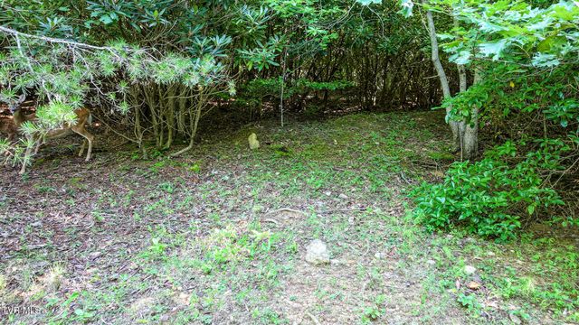 390 Fiddlers Branch Road, Hampton, TN 37658