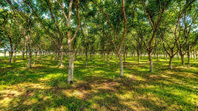 13626 W Harding Rd, Turlock, CA 95380