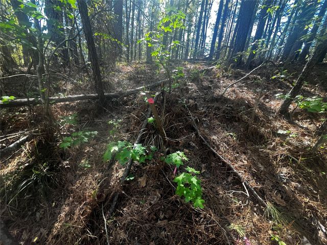 207 Green Tree Drive, Coldspring, TX 77331