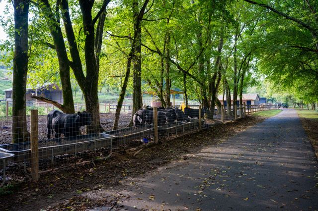 4303 Moore Ln, Culleoka, TN 38451