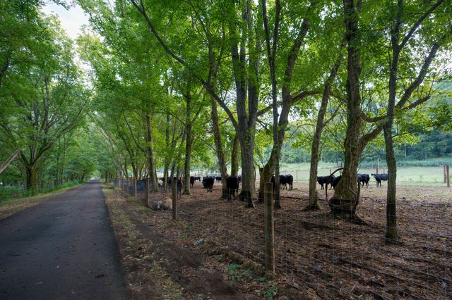 4303 Moore Ln, Culleoka, TN 38451