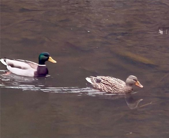 8923 Carroll Manor Drive, Atlanta, GA 30350