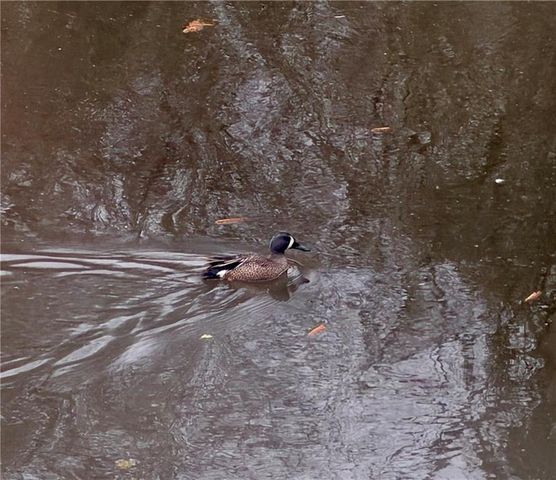 8923 Carroll Manor Drive, Atlanta, GA 30350