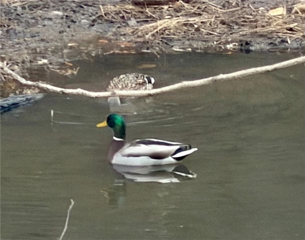 8923 Carroll Manor Drive, Atlanta, GA 30350