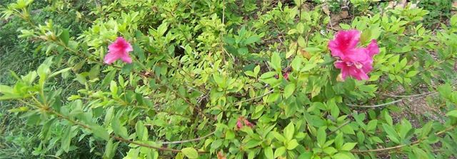 504 TANGLEWOOD Drive, Alexandria, LA 71303