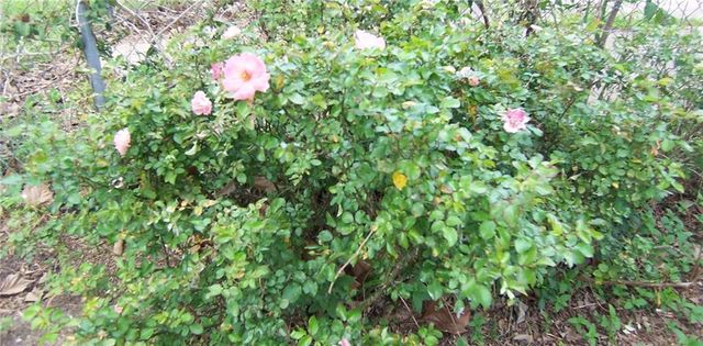 504 TANGLEWOOD Drive, Alexandria, LA 71303