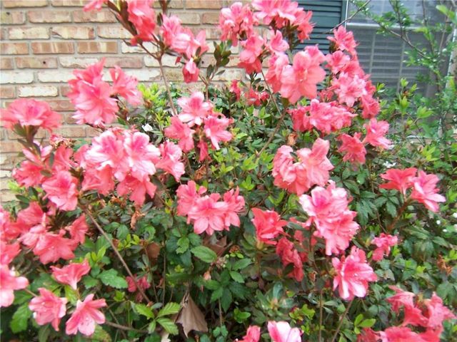 504 TANGLEWOOD Drive, Alexandria, LA 71303