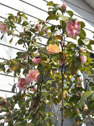 337 Gold Nugget Loop, Hot Springs, AR 71913