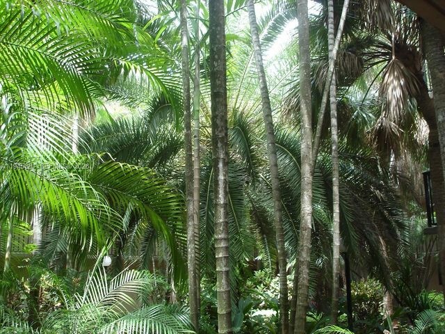 10865 SW 112th Ave 211, Miami, FL 33176