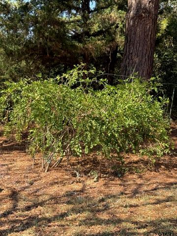 205 CR 1820, Grapeland, TX 75844